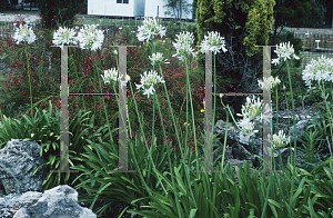 Picture of Agapanthus africanus 'Albus'