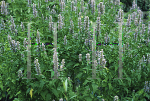 Picture of Agastache foeniculum 'Licorice Blue'