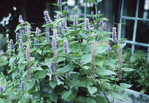 Picture of Agastache foeniculum 'Licorice Blue'