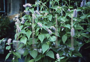 Picture of Agastache foeniculum 'Licorice Blue'