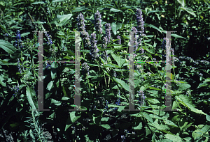 Picture of Agastache rugosa 