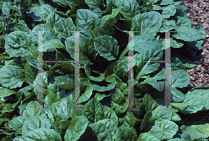 Picture of Ajuga australis 