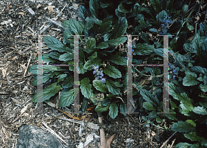 Picture of Ajuga australis 