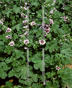 Picture of Malva sylvestris 'Zebrina'