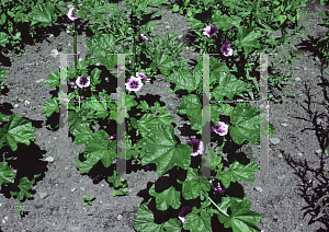 Picture of Malva sylvestris 'Zebrina'