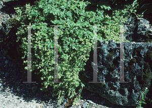 Picture of Alchemilla conjuncta 