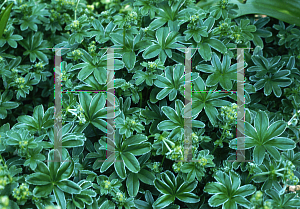 Picture of Alchemilla conjuncta 