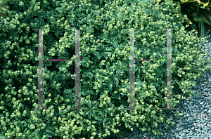 Picture of Alchemilla conjuncta 