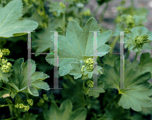 Picture of Alchemilla glabra 