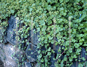 Picture of Alchemilla pectinata 