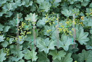 Picture of Alchemilla straminea 