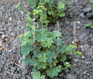 Picture of Alchemilla xanthochlora 