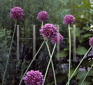 Picture of Allium ampeloprasum 