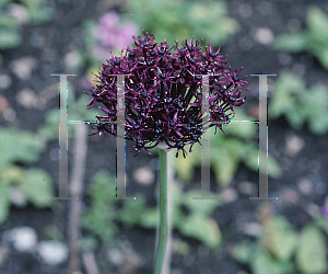 Picture of Allium atropurpureum 