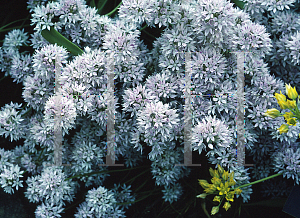 Picture of Allium campanulatum '~Species'