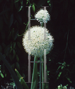 Picture of Allium cepa 