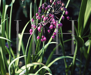 Picture of Allium cernuum 
