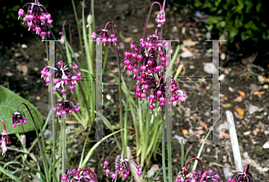 Picture of Allium cernuum 