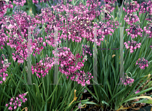 Picture of Allium cernuum 