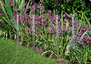 Picture of Allium cernuum 