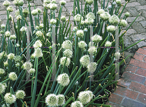 Picture of Allium fistulosum 