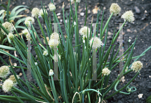 Picture of Allium fistulosum 