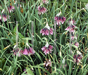 Picture of Allium insurbicum 