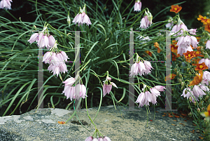 Picture of Allium narcissiflorum 