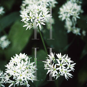 Picture of Allium neapolitanum 