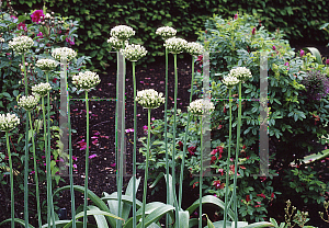 Picture of Allium nigrum 