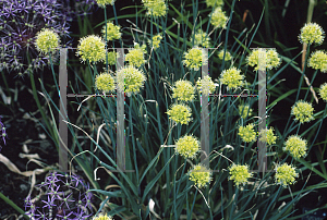 Picture of Allium obliquum 