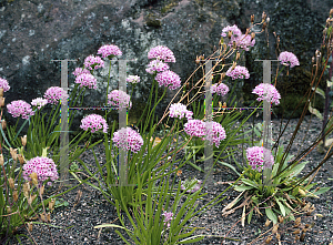 Picture of Allium pyrenaicum 