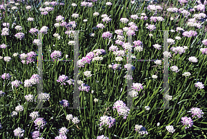 Picture of Allium pyrenaicum 