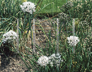 Picture of Allium ramosum 