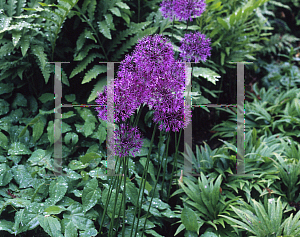 Picture of Allium rosenbachianum 'Purple King'