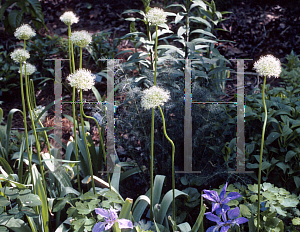 Picture of Allium rosenbachianum 'Album'