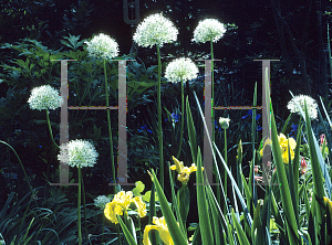Picture of Allium rosenbachianum 'Album'