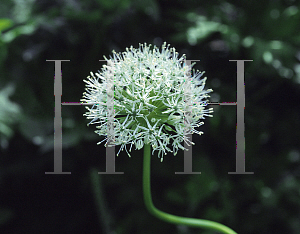 Picture of Allium rosenbachianum 'Album'