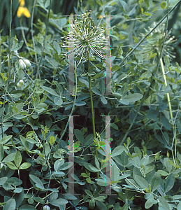 Picture of Allium rosenbachianum 'Album'