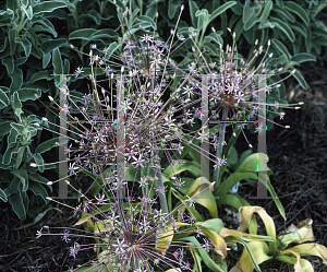 Picture of Allium schubertii 