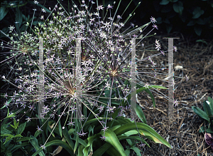 Picture of Allium schubertii 