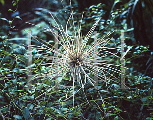 Picture of Allium schubertii 