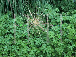 Picture of Allium schubertii 