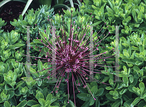 Picture of Allium schubertii 