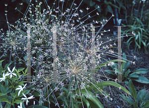 Picture of Allium schubertii 