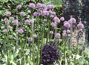 Picture of Allium stipitatum 