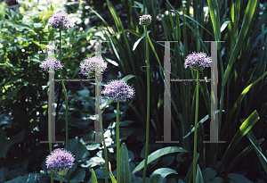 Picture of Allium stipitatum 