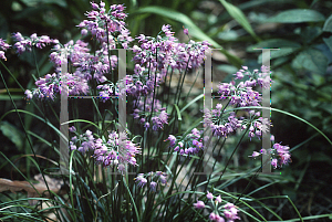 Picture of Allium thunbergii 'Ozawas'