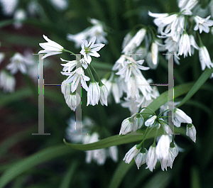 Picture of Allium triquetrum 