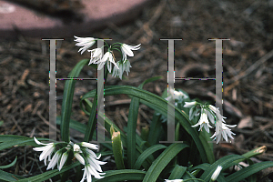 Picture of Allium triquetrum 